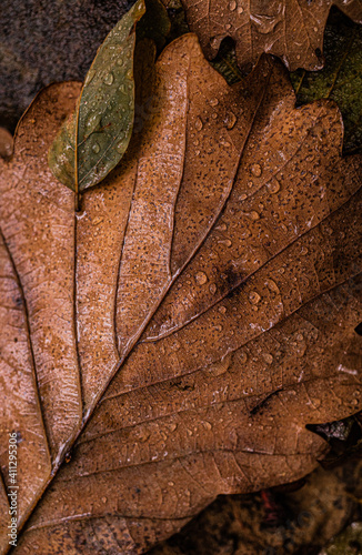 close up of a leaf