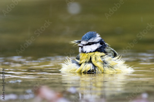 Blue tit bathing in a puddle photo