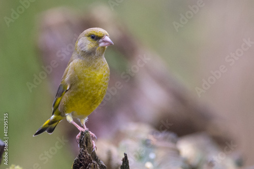Greenfinch on a branch observes the environment