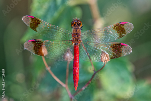 SYMPETRUM PEDEMONTANUM resting on a flower