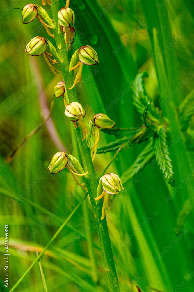 Aceras anthropophorum in a green field. Aceras anthropophorum in a green field.