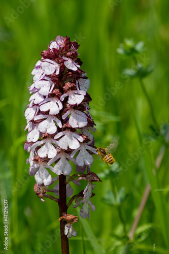Purple orchid (purpleorchis) in a green field.