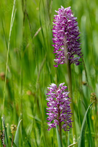 Orchis purpurea in a green field.