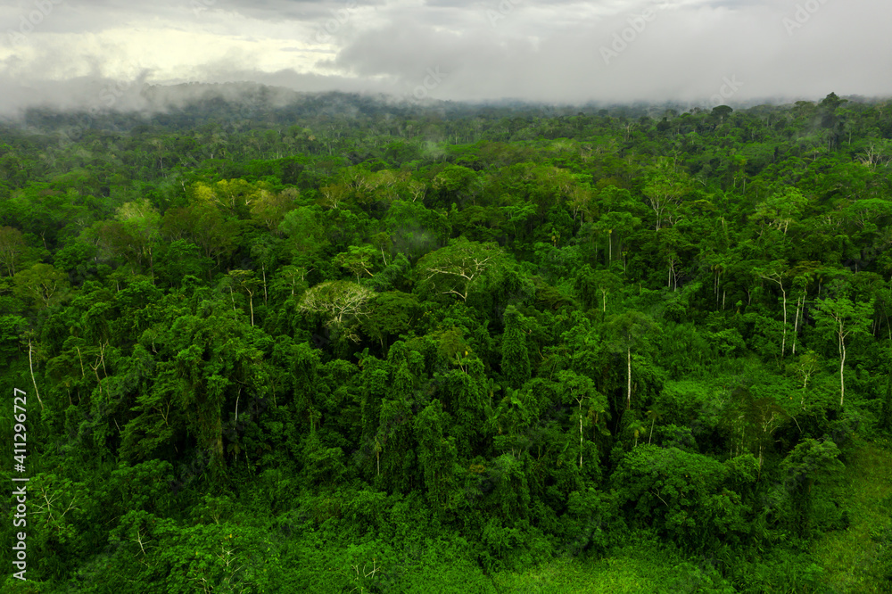 Ecuadorian amazon rainforest - Amazonia