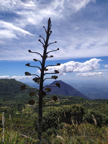 planta con vista al volcán de izalco