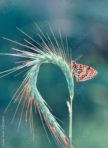 Canvas Print Macro shots, Beautiful nature scene