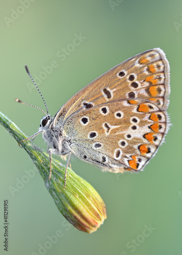 Common blue butterfly macro