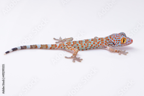Amazing colorful Tokay gecko macro on white background
