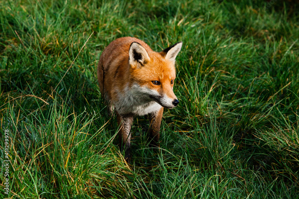 Obraz premium red fox in the grass