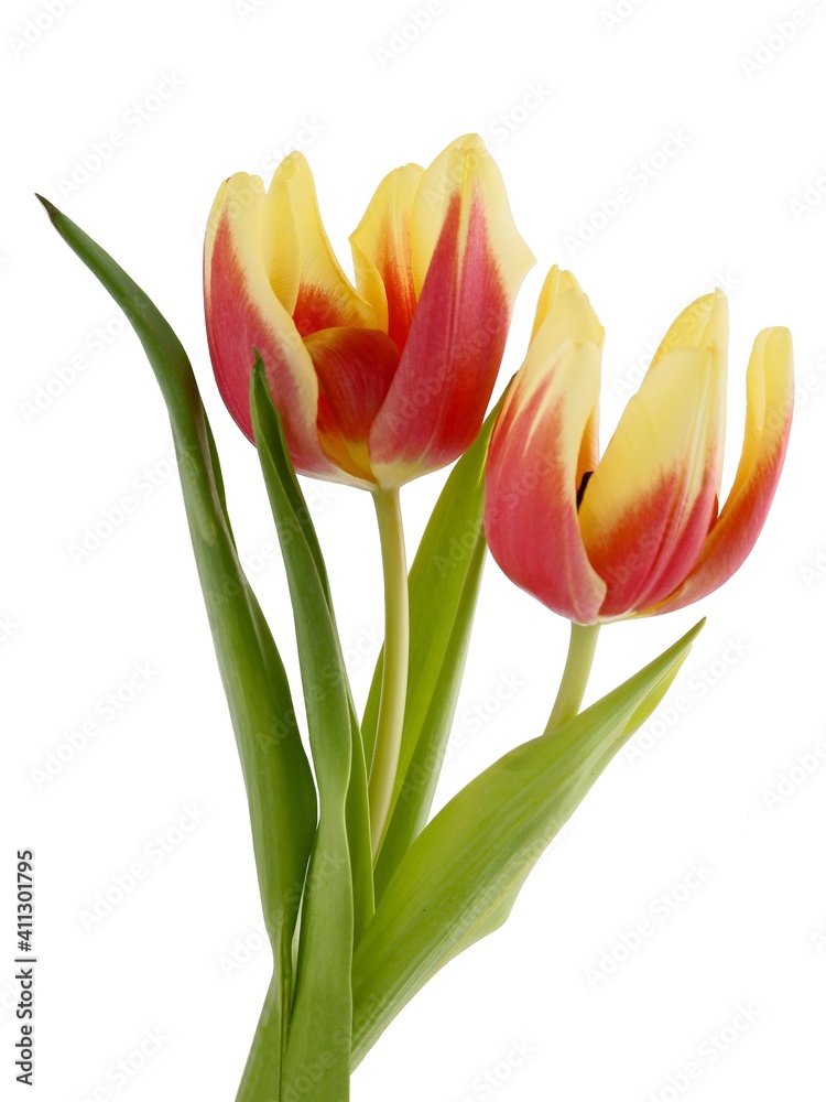multicolor pretty tulips close up isolated multicolor pretty tulips close up isolated