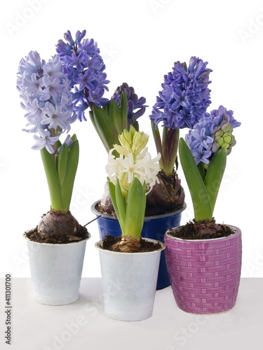 multicolor flowers of hyacinth plant at spring photo