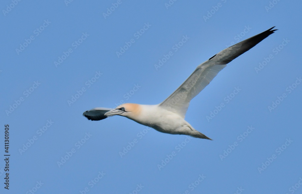 Fototapeta premium Gannets at Ploumanach in Brittany, France