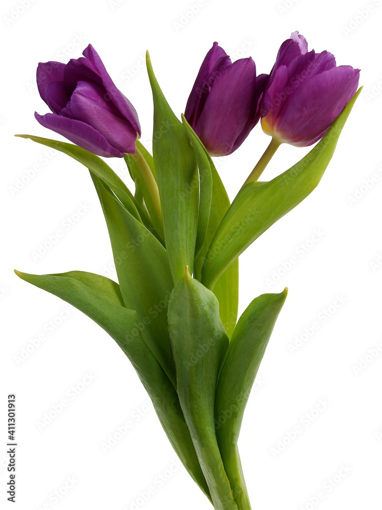 multicolor pretty tulips close up isolated multicolor pretty tulips close up isolated