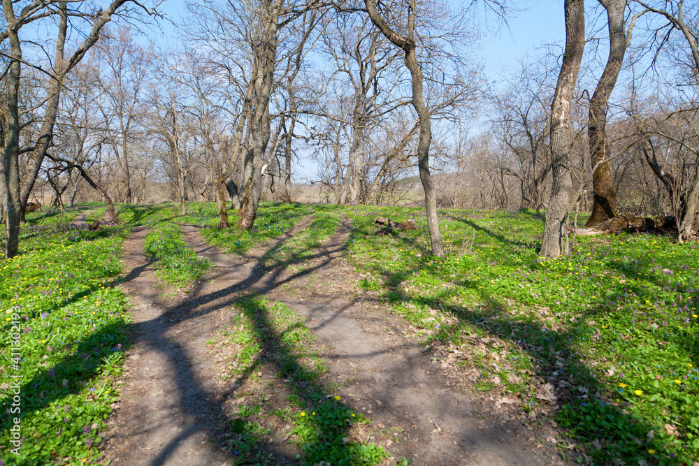 Spring forest with bright flowers and shadows of trees on a bright day.