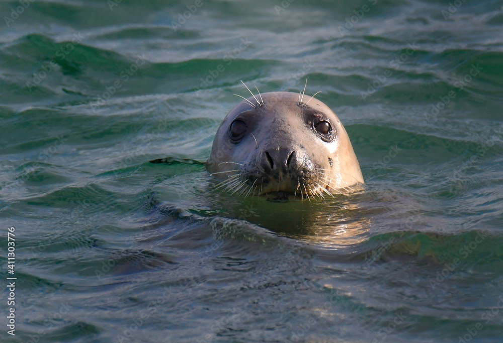 Fototapeta premium Beautiful marine seal at Ploumanach in Brittany. France