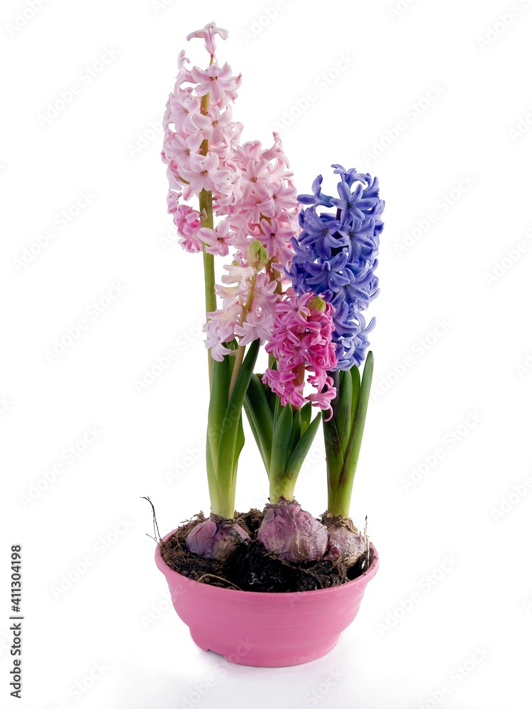 Fototapeta premium multicolor flowers of hyacinth plant at spring