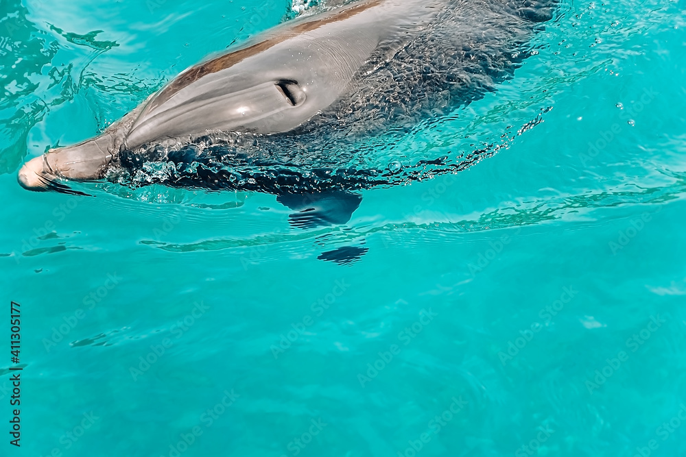 Obraz premium one young beautiful dolphin emerges from water, playful animal dancing and swim under Red Sea, sunny day in dolphin reef, top place to visit in eilat, Conservation and protection of animals.
