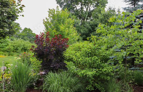 Cotinus coggygria 'Royal Purple', Smoke bush - a standout in the garden with beautiful dark purple foliage amidst Panicum virgatum 'Northwind' and eggplant colored Penstemon, Beards tongue © MOLLY SHANNON