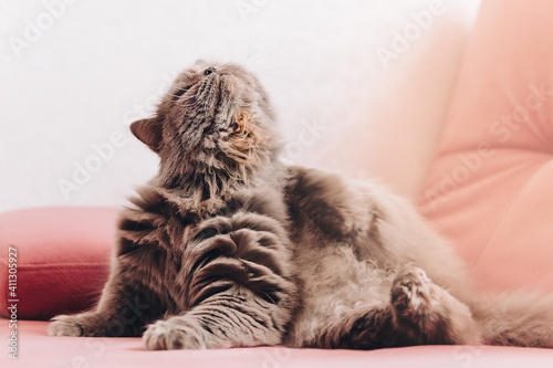 one gray fluffy cat lies on a pink couch and scratches its neck.