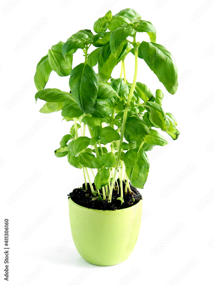green fresh basil herb as potted plant green fresh basil herb as potted plant