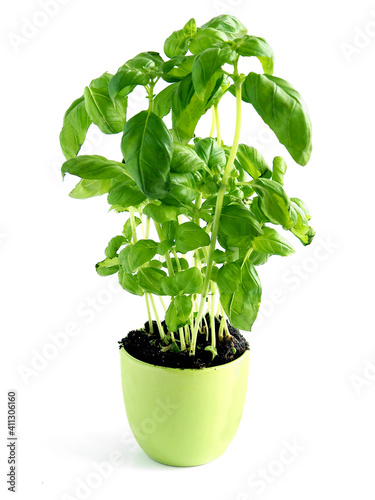 green fresh basil herb as potted plant
