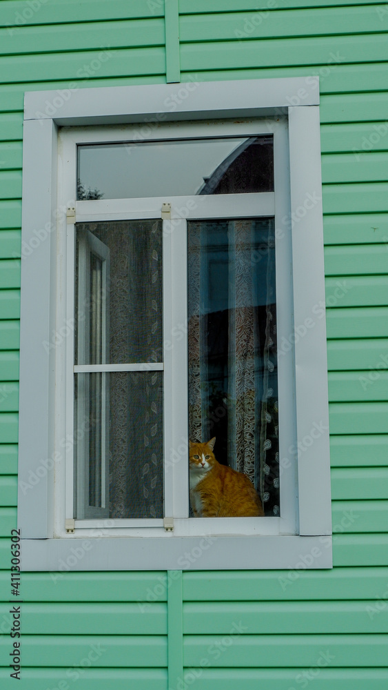 a red cat in the window of a green house