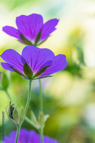 Macro of a Backlit bluish purple Rozanne Geranium, a prolific flowering perennial, against a bokeh greenish yellow background © MOLLY SHANNON