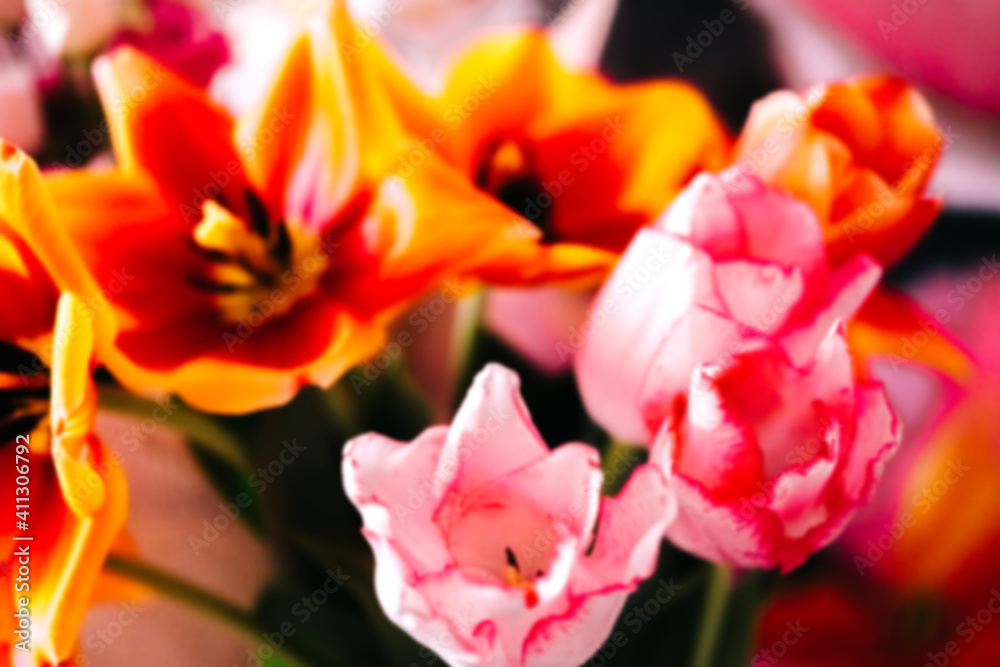 blurred festive background, beautiful tulip heads close-up. fragrant flowers for the holiday on March 8.