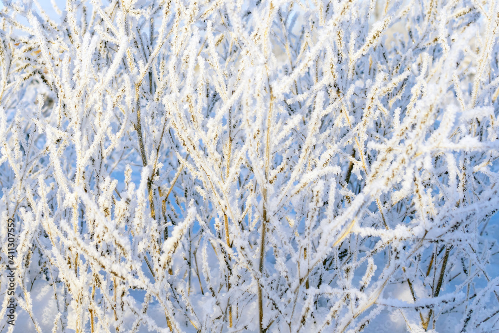 abstract snow plants grow in winter abstract snow plants grow in winter