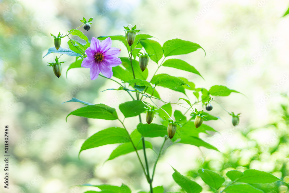Obraz premium FLORES