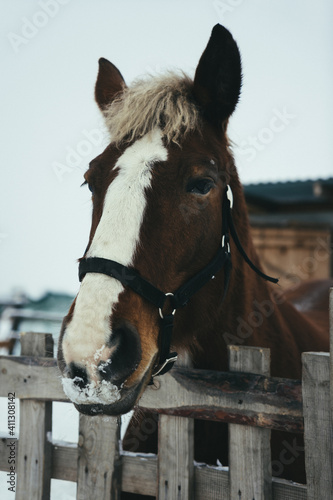 portrait of a horse © Evgenii Ryzhenkov