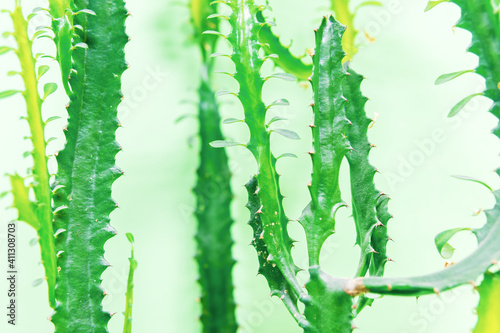 green cactus on a green background