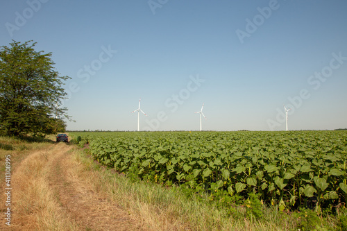 wind turbines on the background of a cloudy blue sky, view from a country road and sunflower fields