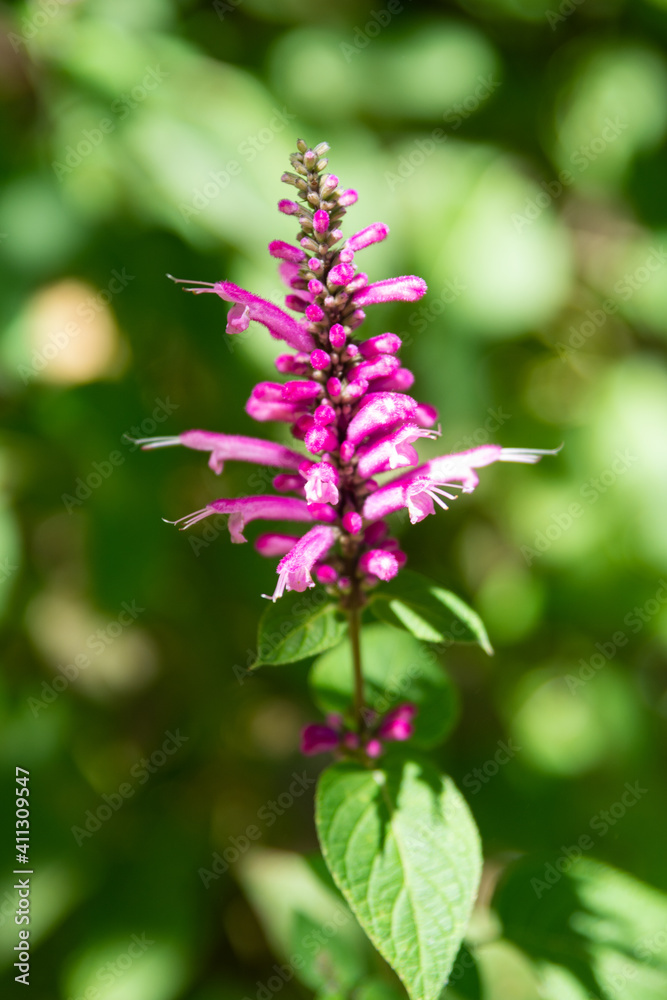 FLORES FLORES