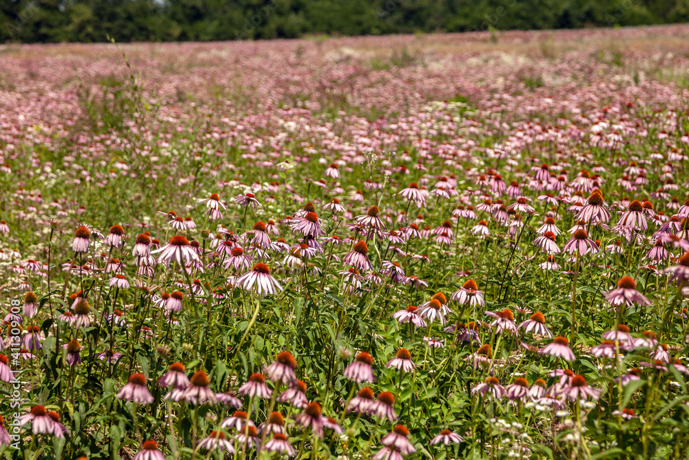 Echinacea purpurea (lat.Echinacea purpúrea). Echinacea meadow. Medicinal plant.