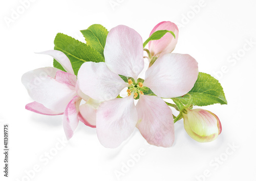 Spring apple blossom isolated on white