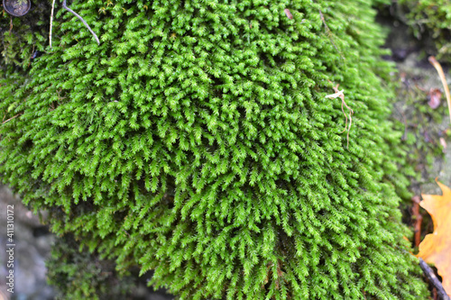 Anomodon moss grows on the stone in the forest