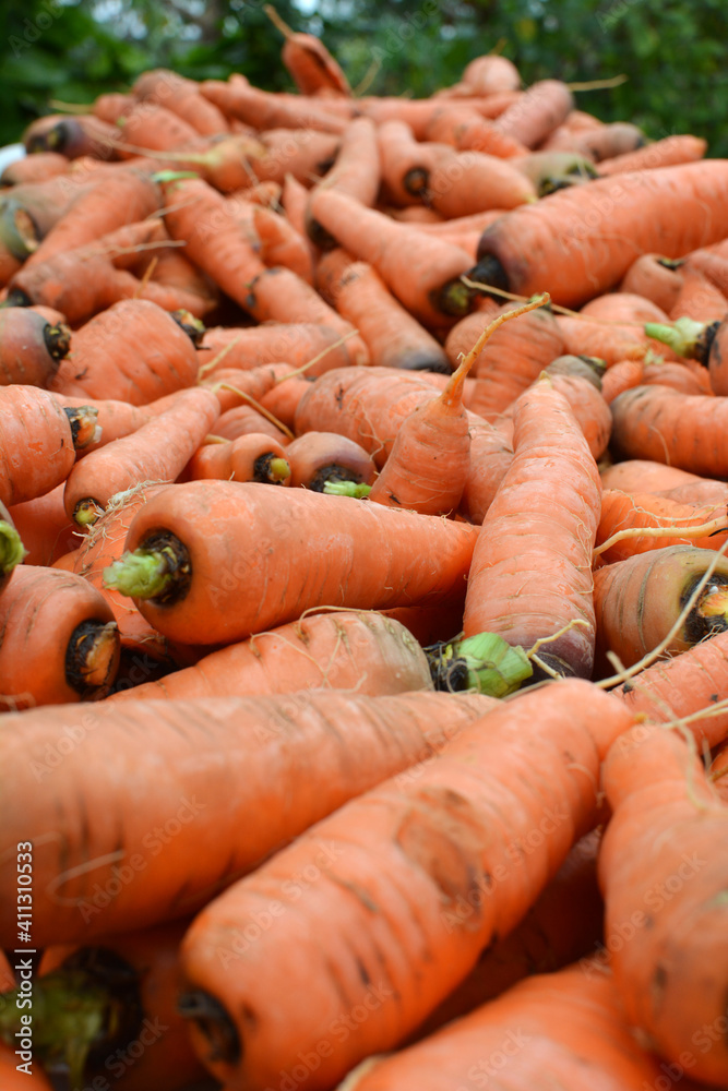 In the pile is a peeled carrot crop In the pile is a peeled carrot crop