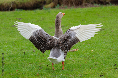 In the meadow, the goose opened its wings, showing the beauty of its plumage