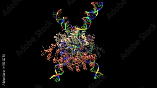 Cryo-EM structure of human T-cell leukemia virus type-1 (HTLV-1) intasome, animated 3D cartoon model, black background photo