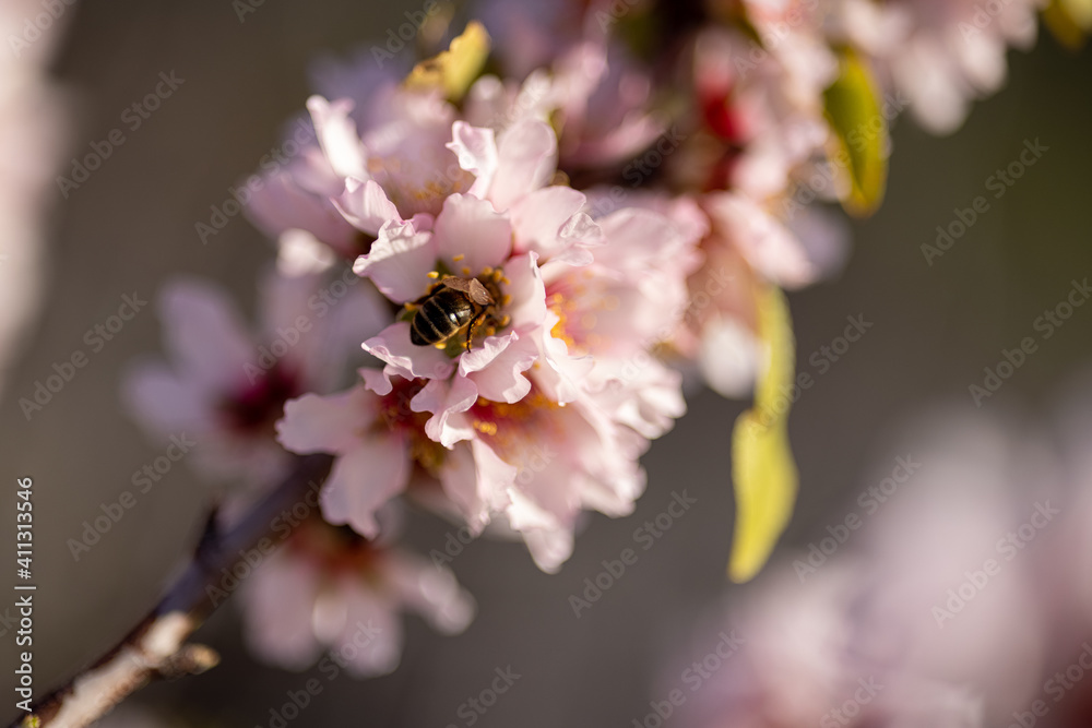 Bee on almond blossom Bee on almond blossom