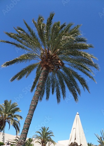 Una palmera bajo el cielo azul.