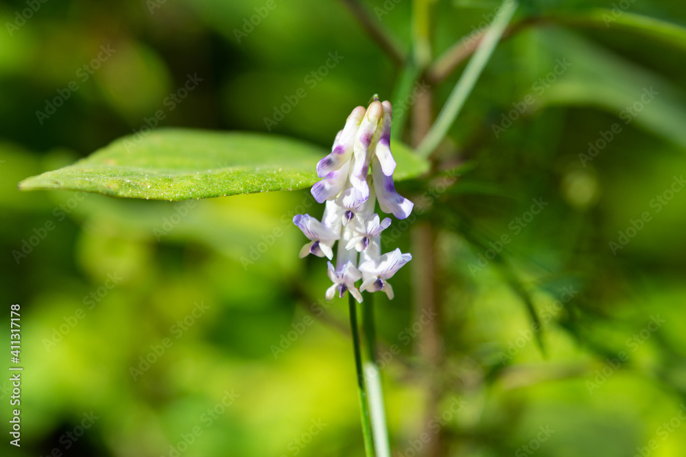 FLORES FLORES
