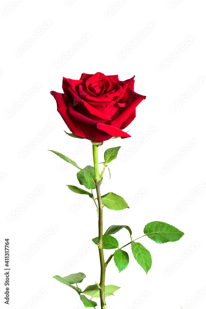 Red rose flower isolated on white background Red rose flower isolated on white background
