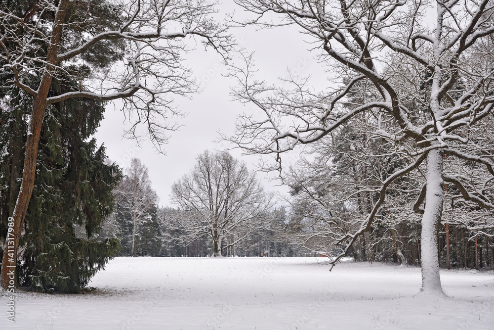 Winter landscape in the forest.
