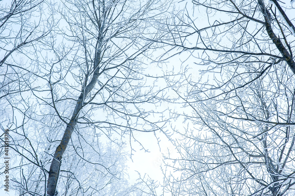 The tops of the trees in the snow and frost. The tops of the trees in the snow and frost.