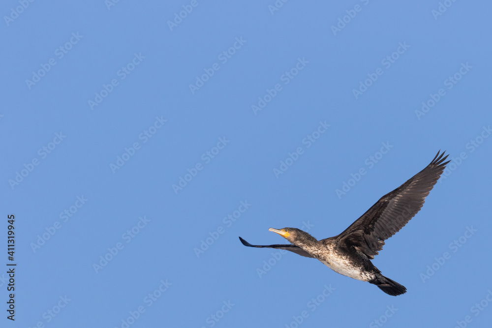 Black cormorant bird in close up flying into the sun against a neutral blue sky background. Sunlight reflects in the green eye. Negative space for text.