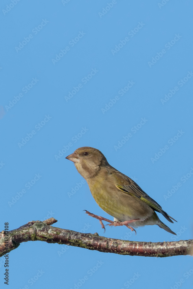 Green finch jumping on to a branch with a blue sky neutral background. Sunny day with reflection in the eye. Shot in Sweden, Europe. Green finch jumping on to a branch with a blue sky neutral background. Sunny day with reflection in the eye. Shot in Sweden, Europe.