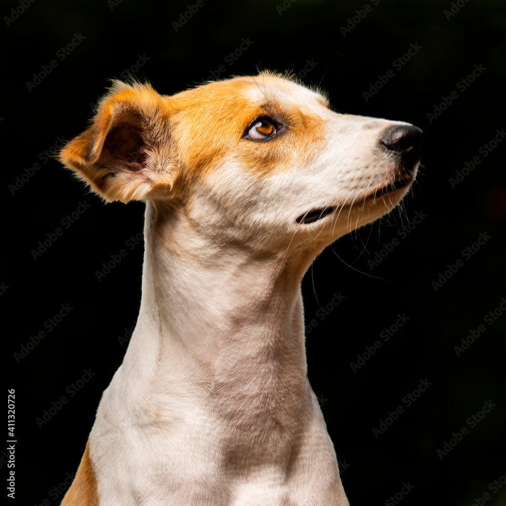 a dog in the studio, black background
