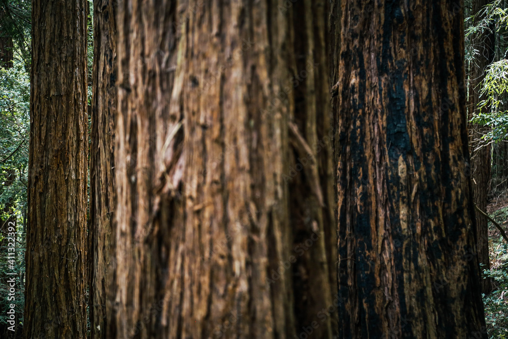 Muir Woods Redwood forest, California.